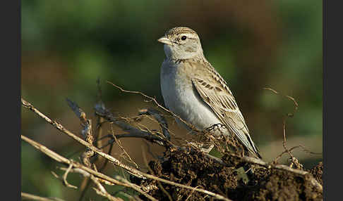 Kurzzehenlerche (Calandrella brachydactyla)