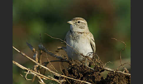 Kurzzehenlerche (Calandrella brachydactyla)