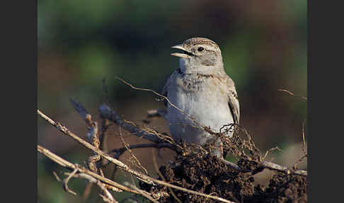 Kurzzehenlerche (Calandrella brachydactyla)