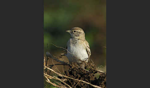 Kurzzehenlerche (Calandrella brachydactyla)