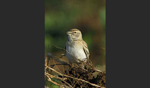 Kurzzehenlerche (Calandrella brachydactyla)