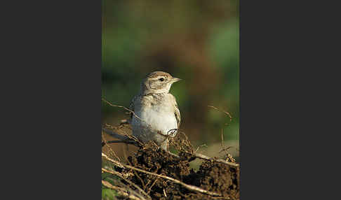 Kurzzehenlerche (Calandrella brachydactyla)