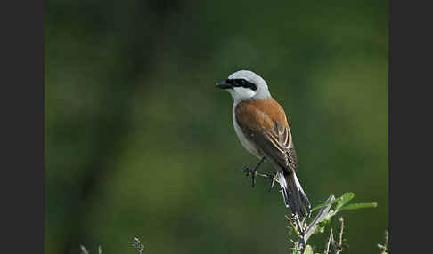 Neuntöter (Lanius collurio)