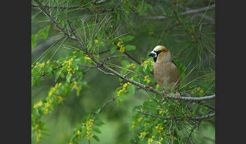 Kernbeißer (Coccothraustes coccothraustes)