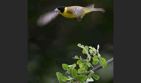 Kappenammer (Emberiza melanocephala)