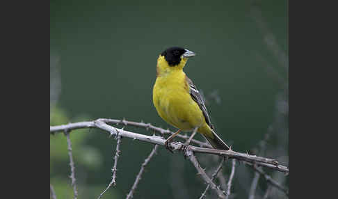 Kappenammer (Emberiza melanocephala)