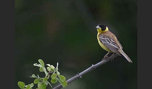 Kappenammer (Emberiza melanocephala)