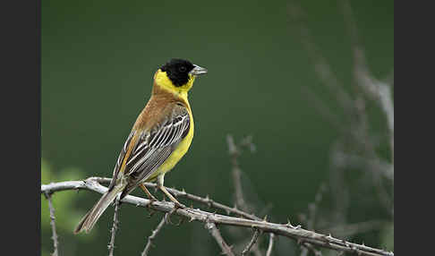 Kappenammer (Emberiza melanocephala)