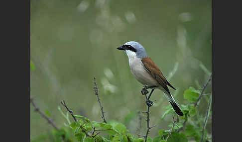 Neuntöter (Lanius collurio)