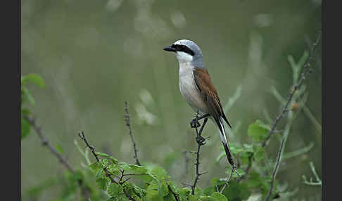 Neuntöter (Lanius collurio)