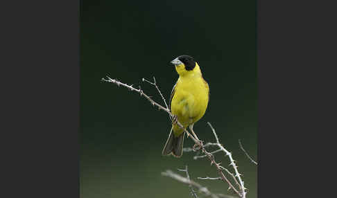 Kappenammer (Emberiza melanocephala)