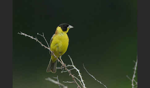 Kappenammer (Emberiza melanocephala)