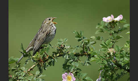 Grauammer (Miliaria calandra)