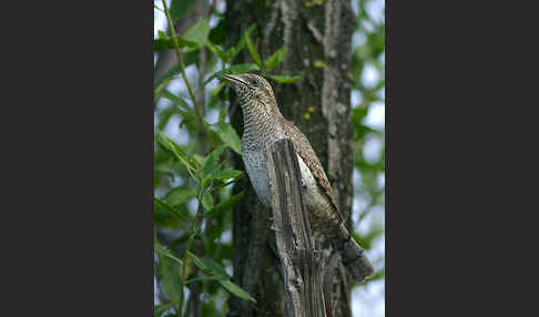 Wendehals (Jynx torquilla)