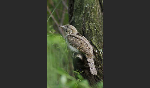 Wendehals (Jynx torquilla)