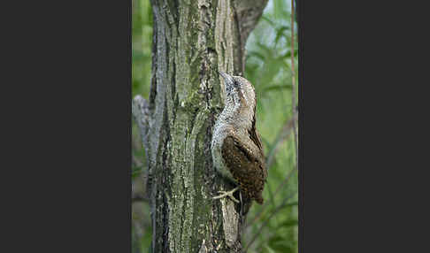 Wendehals (Jynx torquilla)