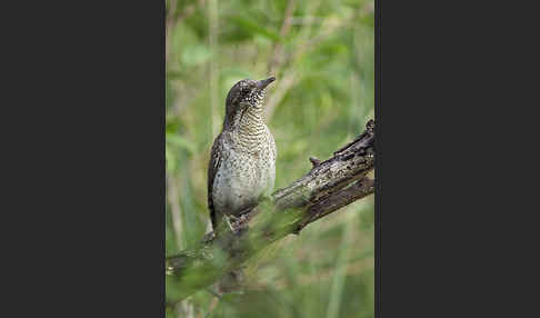 Wendehals (Jynx torquilla)