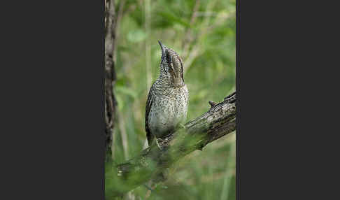 Wendehals (Jynx torquilla)