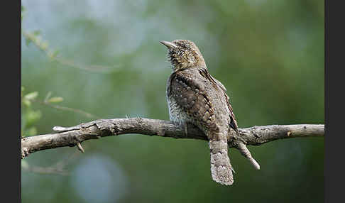 Wendehals (Jynx torquilla)