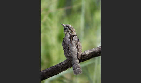 Wendehals (Jynx torquilla)