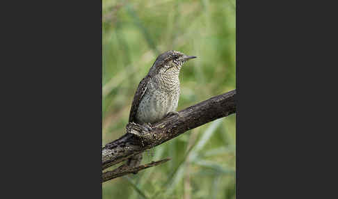 Wendehals (Jynx torquilla)