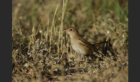 Sprosser (Luscinia luscinia)