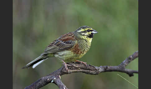 Zaunammer (Emberiza cirlus)