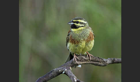 Zaunammer (Emberiza cirlus)