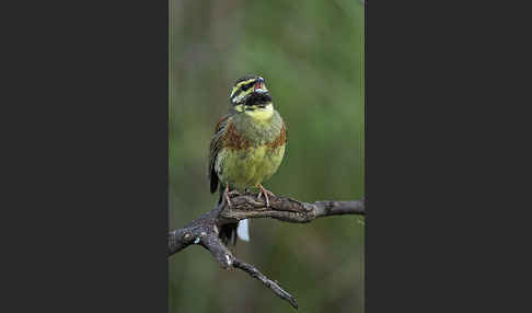 Zaunammer (Emberiza cirlus)