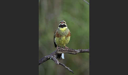 Zaunammer (Emberiza cirlus)