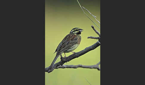 Zaunammer (Emberiza cirlus)