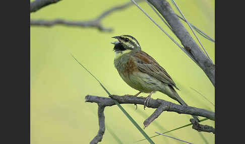 Zaunammer (Emberiza cirlus)