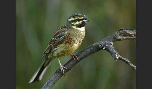 Zaunammer (Emberiza cirlus)