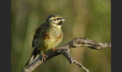 Zaunammer (Emberiza cirlus)