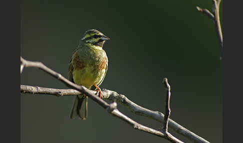 Zaunammer (Emberiza cirlus)