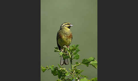 Zaunammer (Emberiza cirlus)