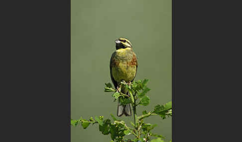 Zaunammer (Emberiza cirlus)