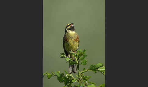 Zaunammer (Emberiza cirlus)