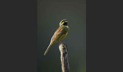 Zaunammer (Emberiza cirlus)