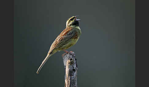 Zaunammer (Emberiza cirlus)