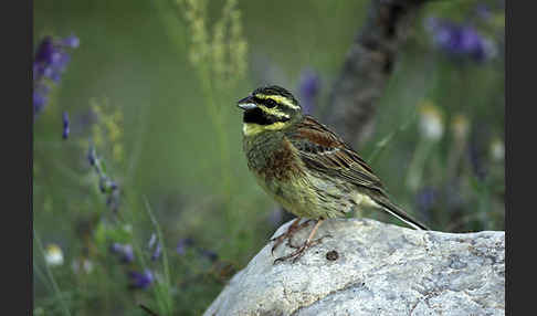 Zaunammer (Emberiza cirlus)