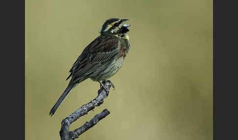 Zaunammer (Emberiza cirlus)