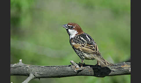 Weidensperling (Passer hispaniolensis)