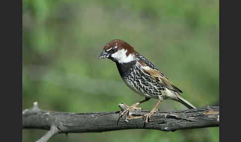 Weidensperling (Passer hispaniolensis)