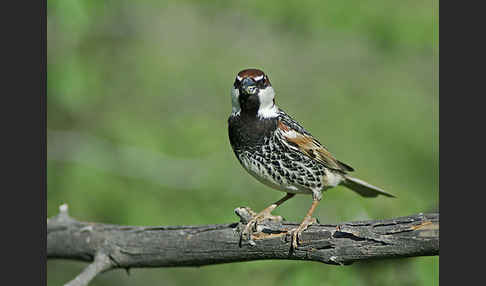 Weidensperling (Passer hispaniolensis)