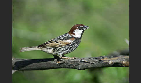 Weidensperling (Passer hispaniolensis)