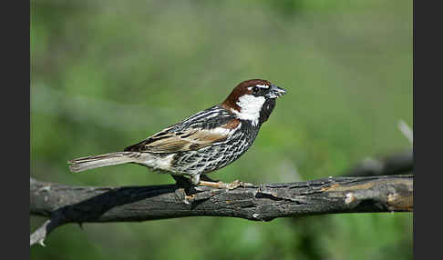 Weidensperling (Passer hispaniolensis)