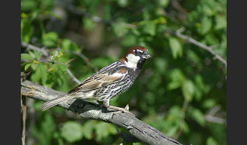 Weidensperling (Passer hispaniolensis)