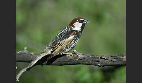 Weidensperling (Passer hispaniolensis)