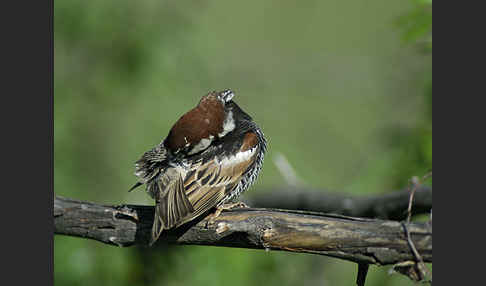 Weidensperling (Passer hispaniolensis)